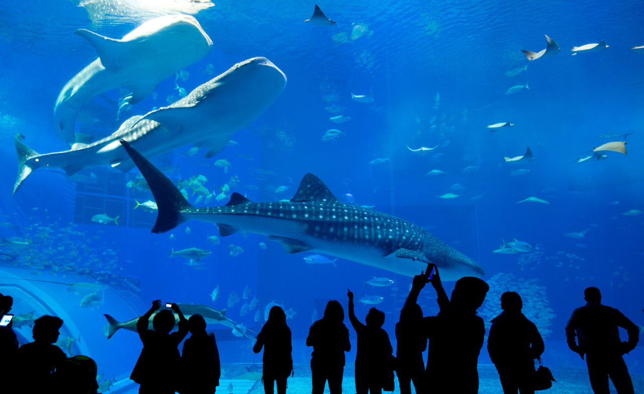 Shedd Aquarium